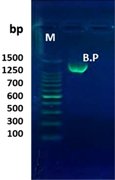 Figure 3: