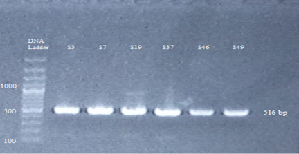 Figure 5: