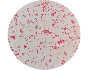 Figure 2:
