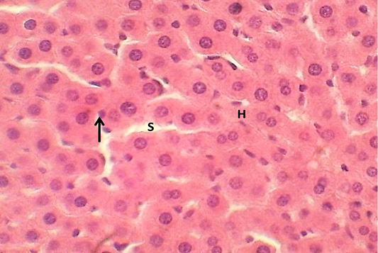 Figure 2: