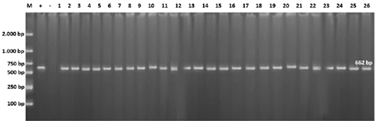 Figure 5: