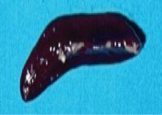 Figure 5: