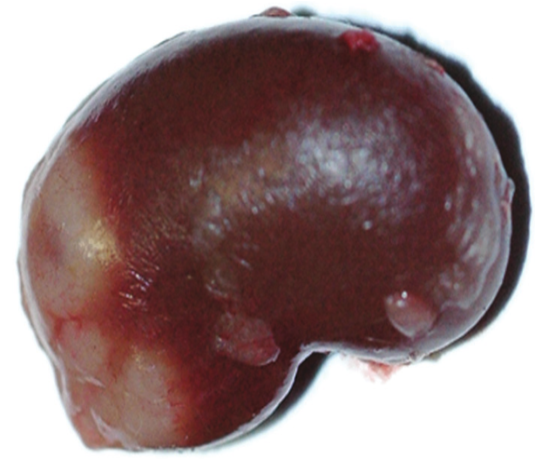 Figure 14: