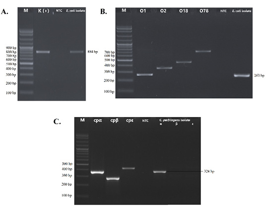 Figure 2: