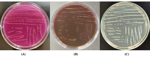 Figure 1: