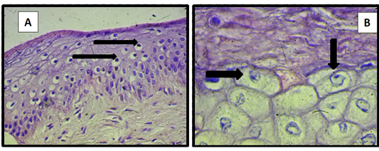 Figure 2: