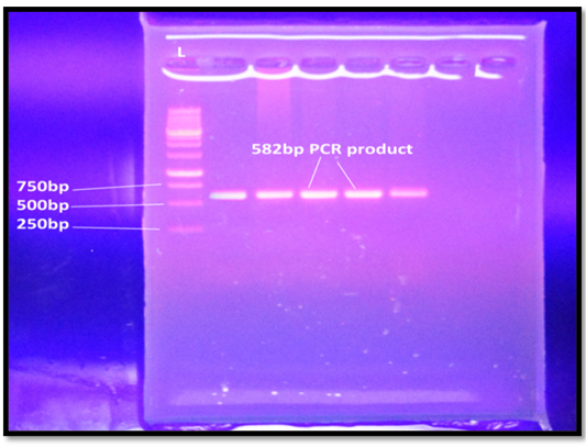Figure 5:
