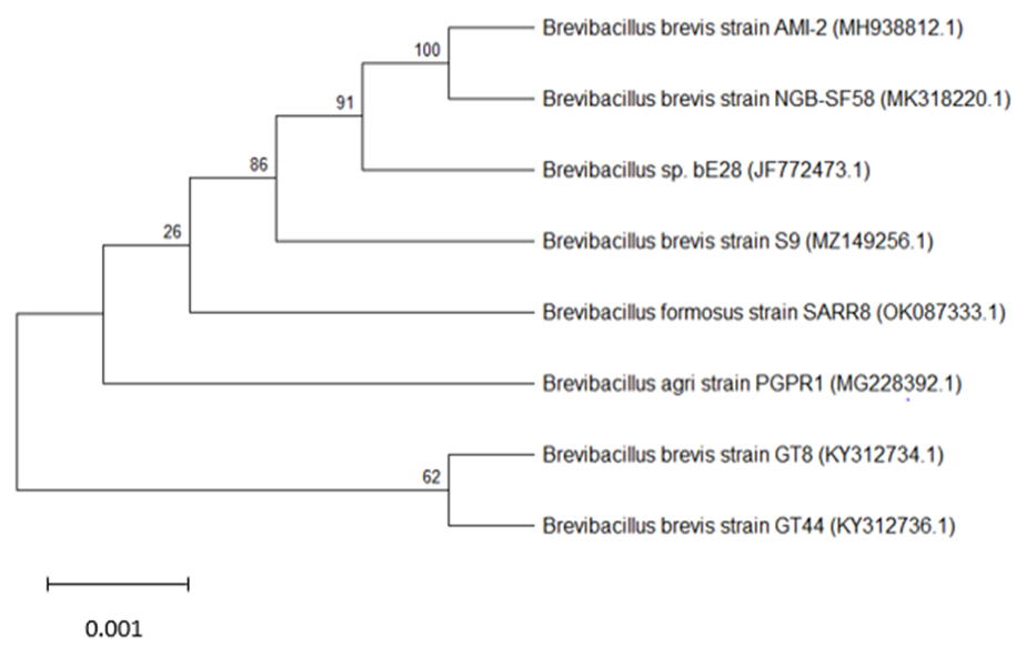 Figure 2: