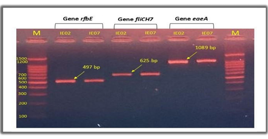 Figure 2: