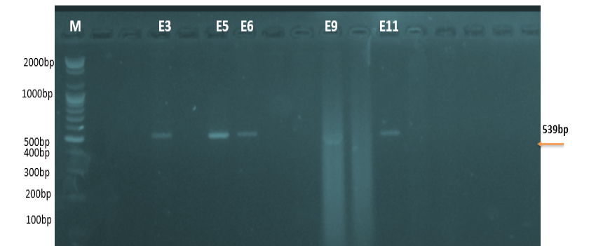 Figure 7: