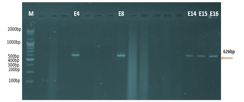 Figure 4:
