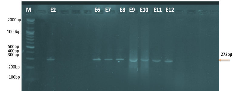 Figure 5: