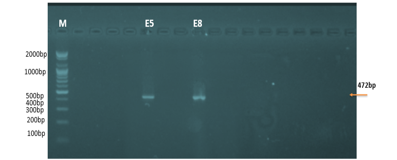 Figure 10: