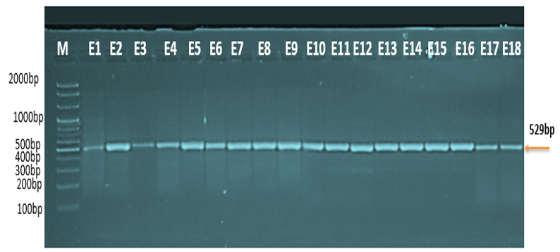 Figure 2: