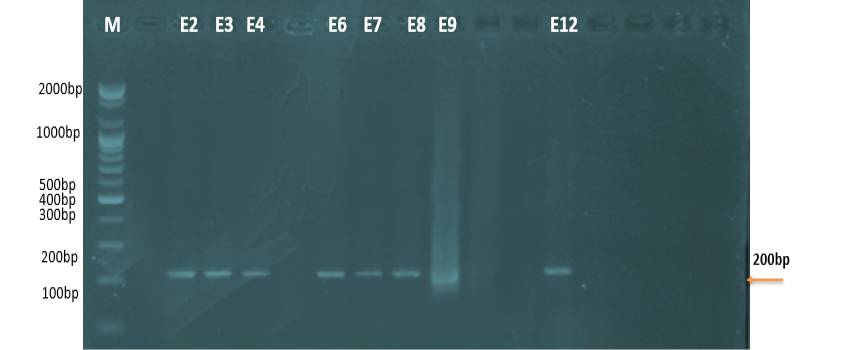Figure 6: