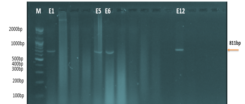 Figure 3:
