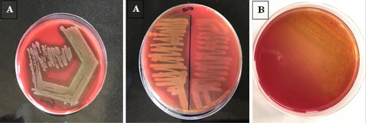 Figure 2: