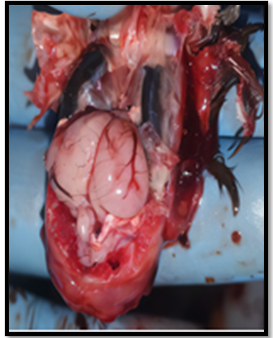 Figure 6: