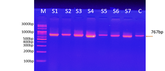Figure 12:
