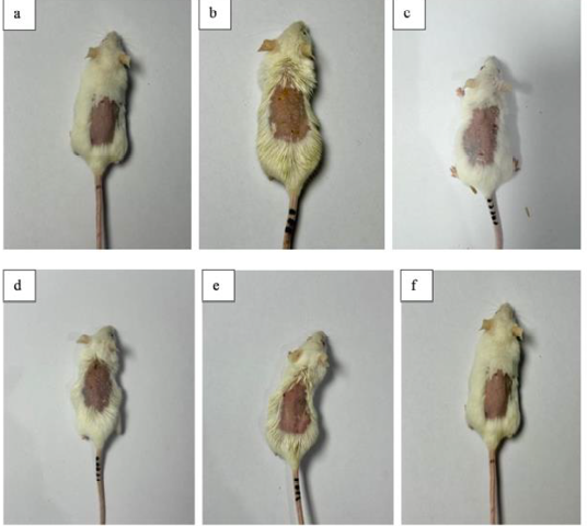 Figure 2: