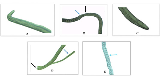 Figure 2: