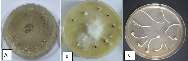 Figure 2: