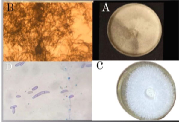Figure 1: