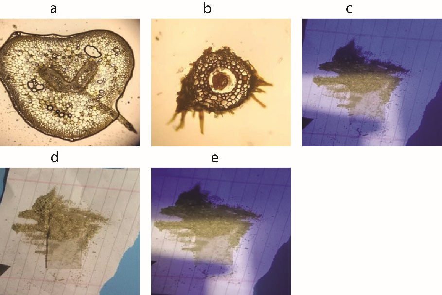 Figure 4: