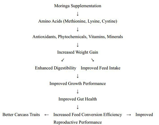 Figure 4: