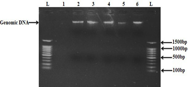 Figure 1: