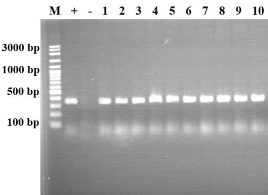 Figure 2: