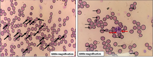 Figure 2: