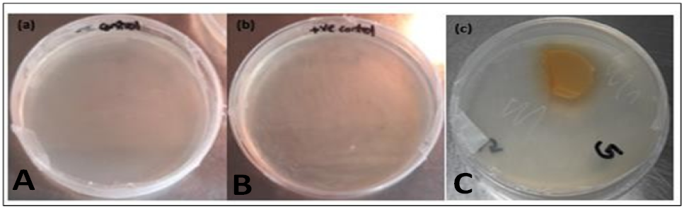 Fig. 7.