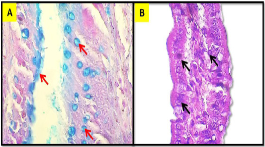 Figure 7: