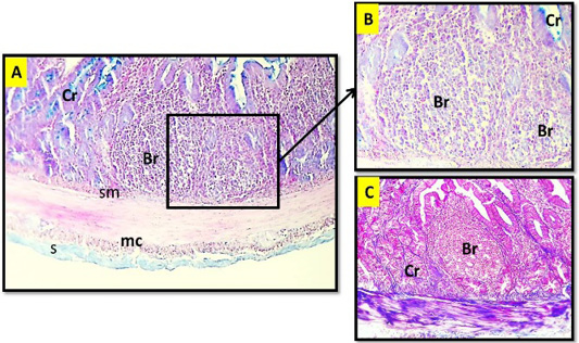 Figure 3: