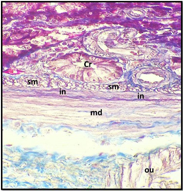Figure 6:
