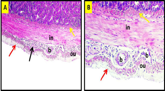 Figure 4: