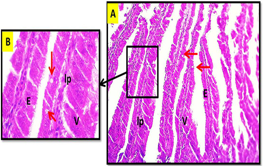 Figure 2: