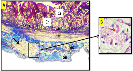 Figure 5: