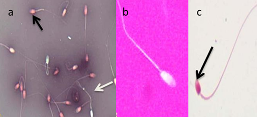 Figure 3: