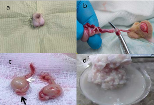 Figure 1: