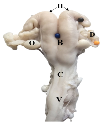 Figure 4: