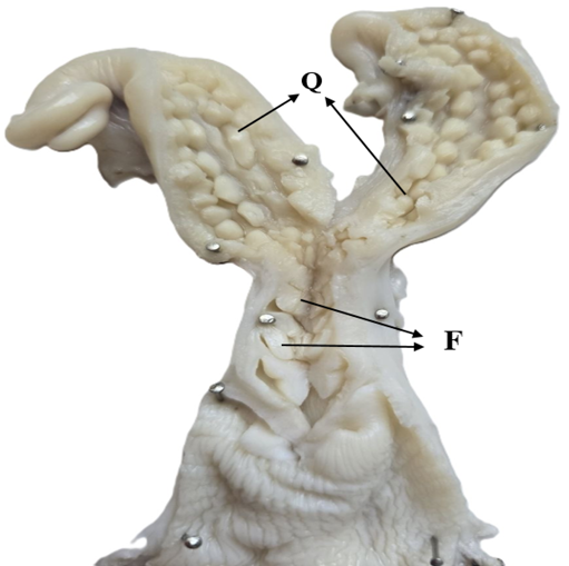 Figure 5: