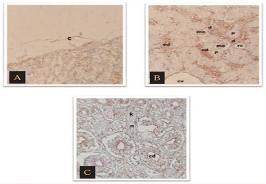 Figure 3: