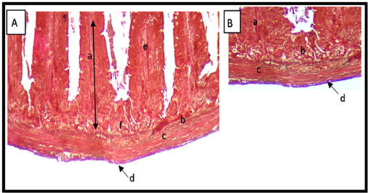Figure 4: