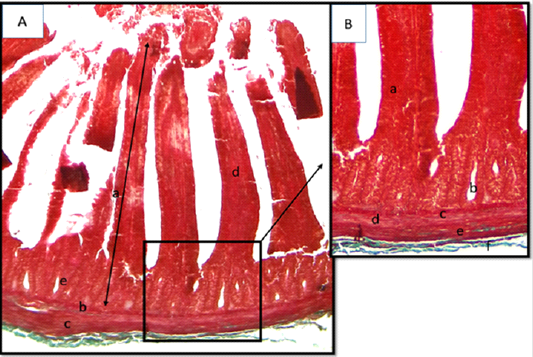 Figure 6: