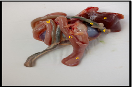 Figure 2: