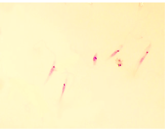 Figure 3: