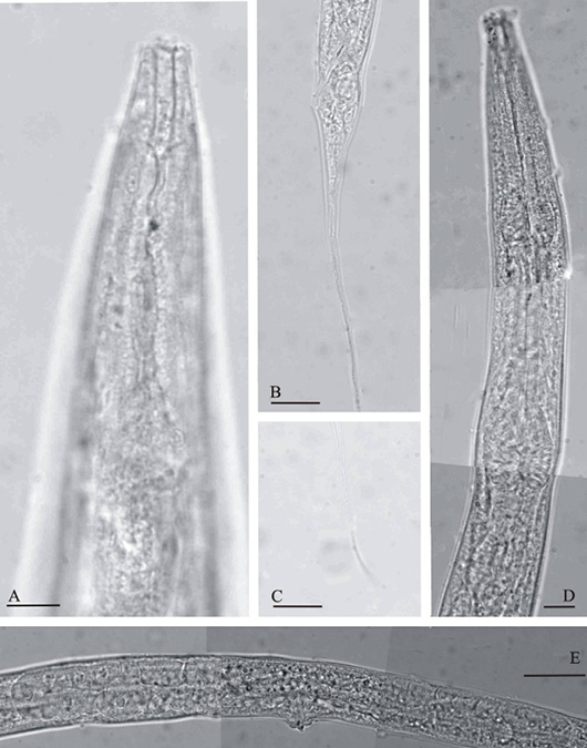 Figure 5: