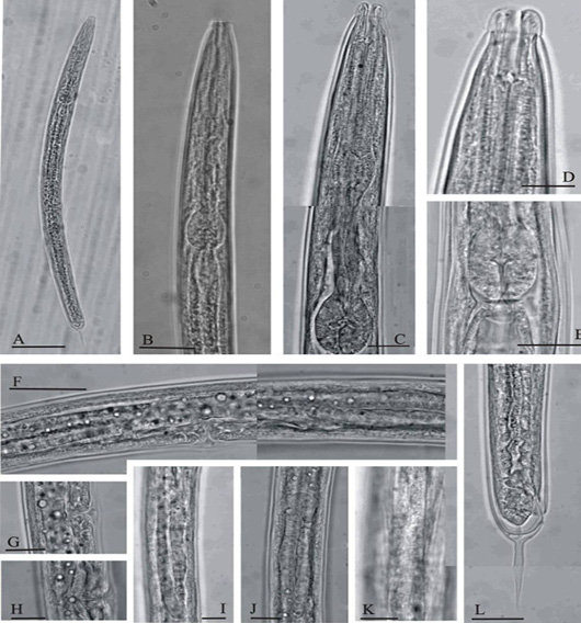 Figure 2: